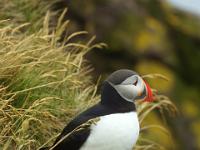 Papageientaucher auf Klippenkante